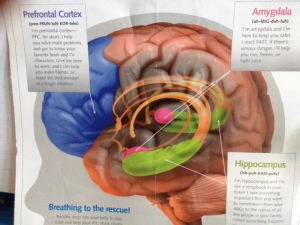 brain-poster
